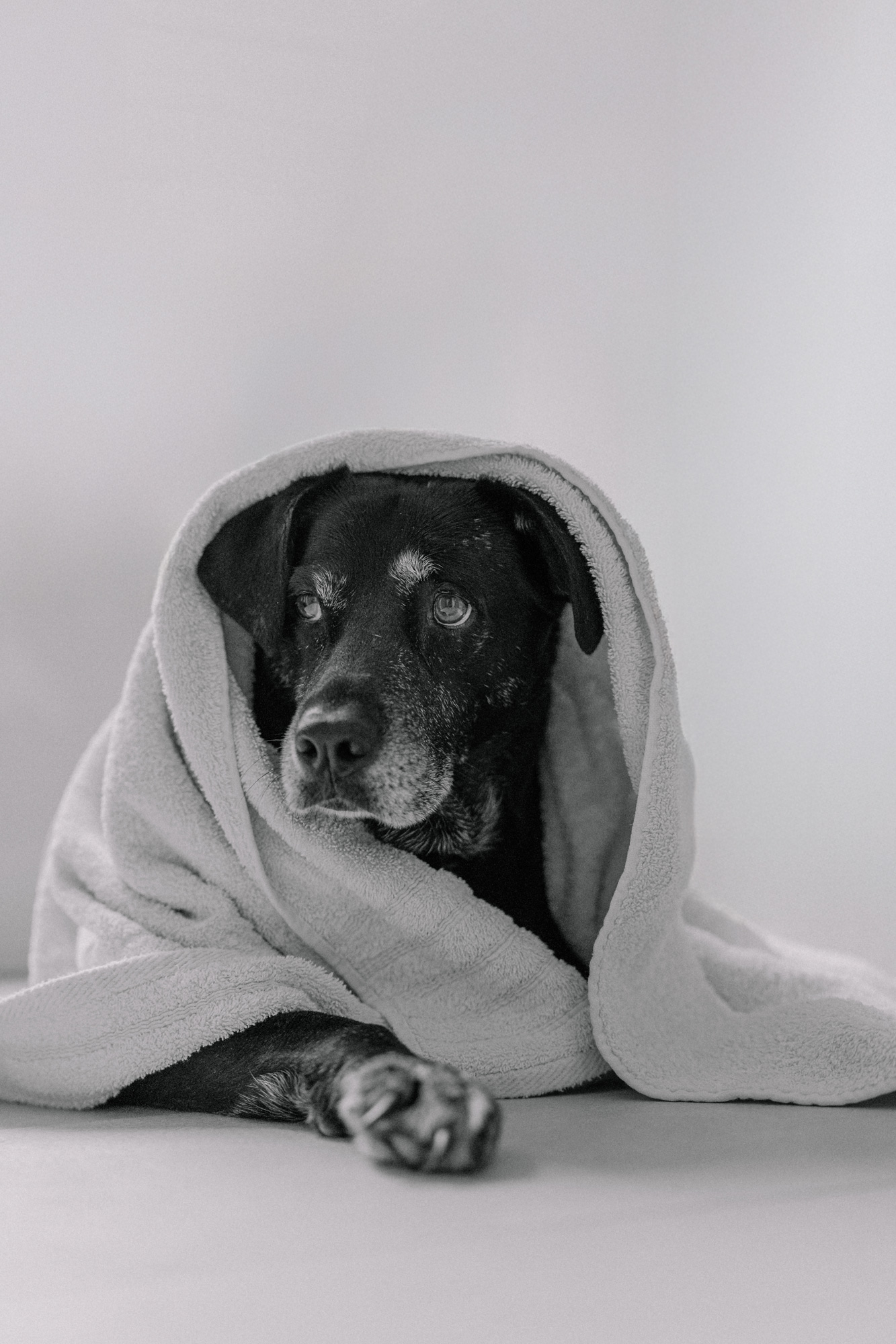 Fabio_Arnold_Commercial_Portrait_Dog