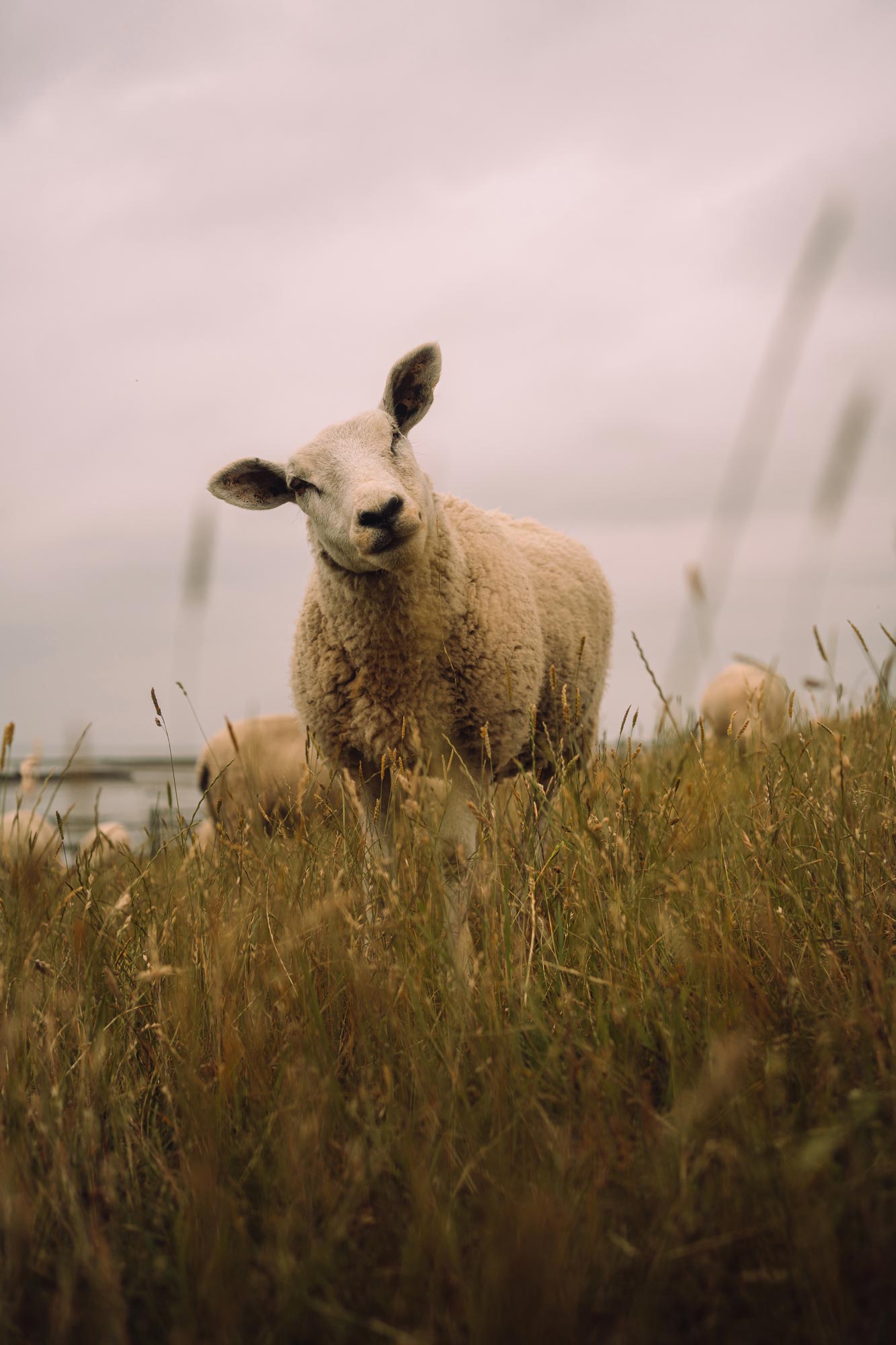 Fabio_Arnold_Commercial_Nature_Sheep