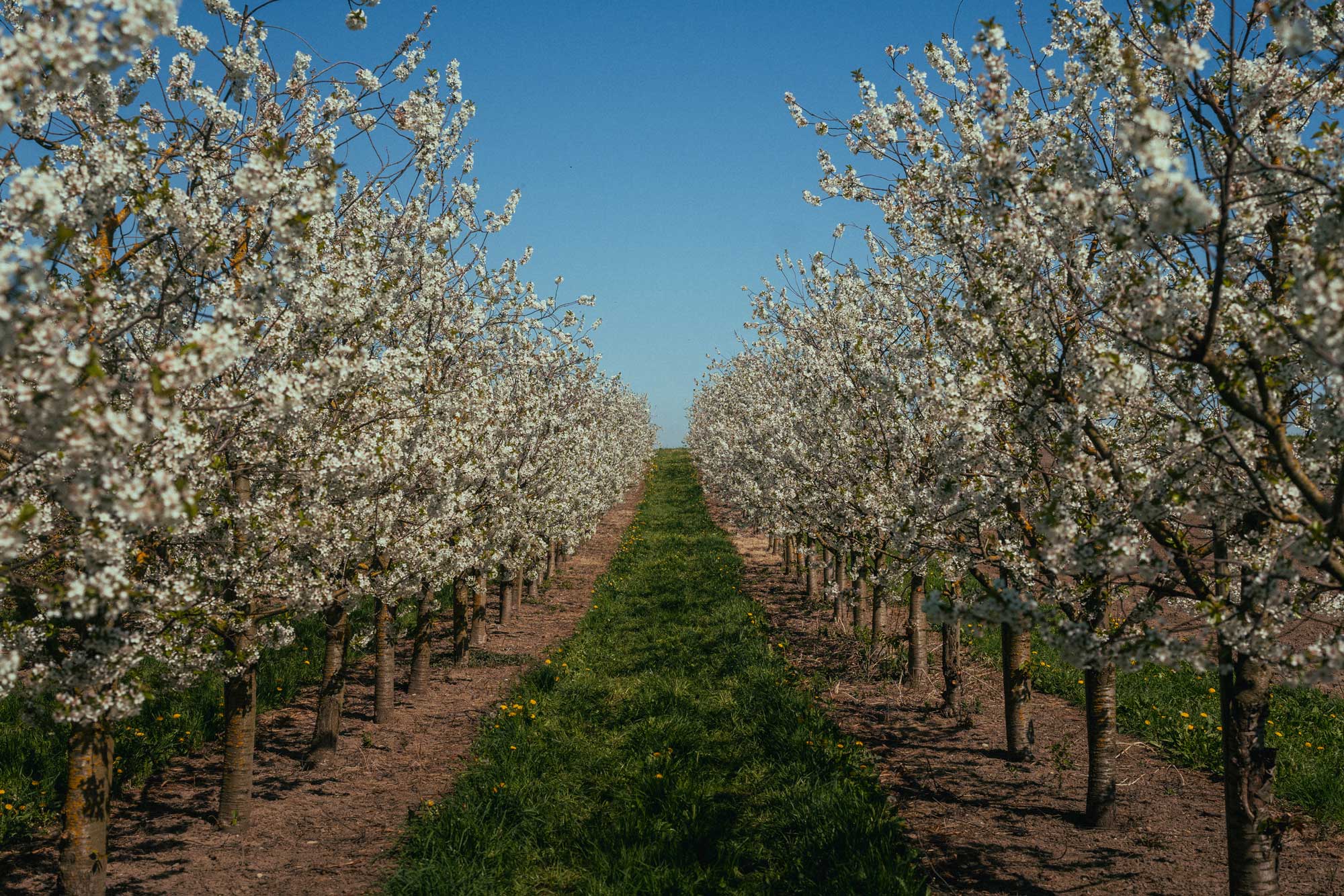 Fabio_Arnold_Commercial_Nature_Trees_01