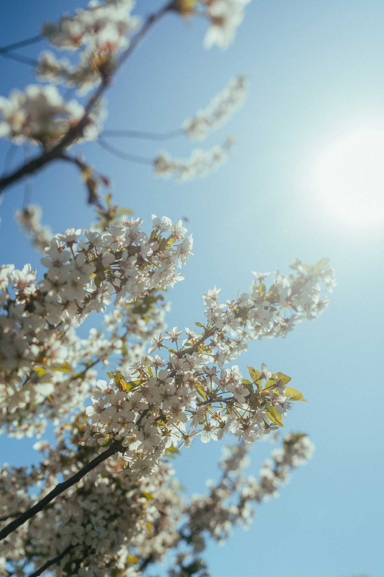 Fabio_Arnold_Commercial_Nature_Trees_02