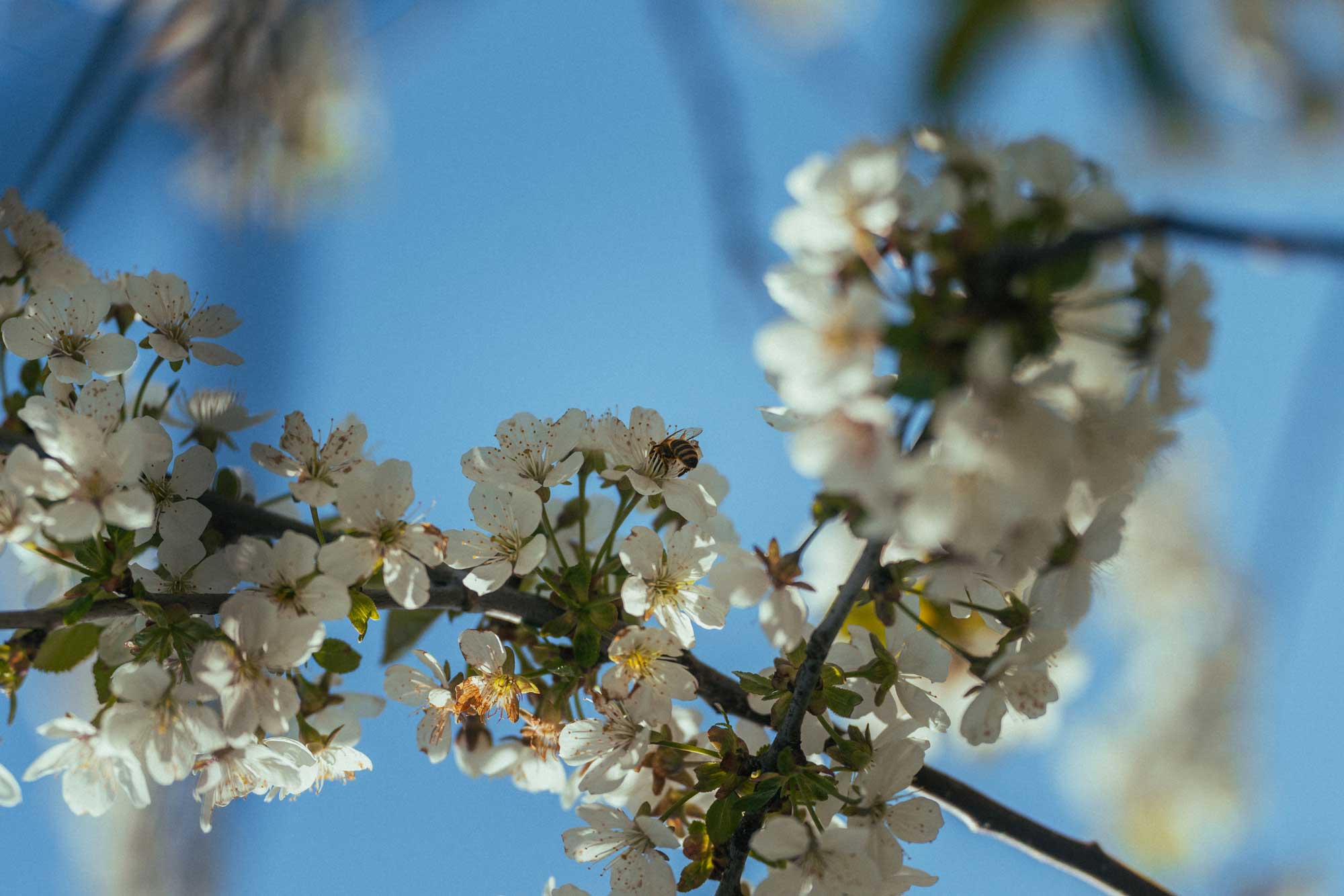 Fabio_Arnold_Commercial_Nature_Trees_03